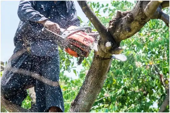 tree services Brookville